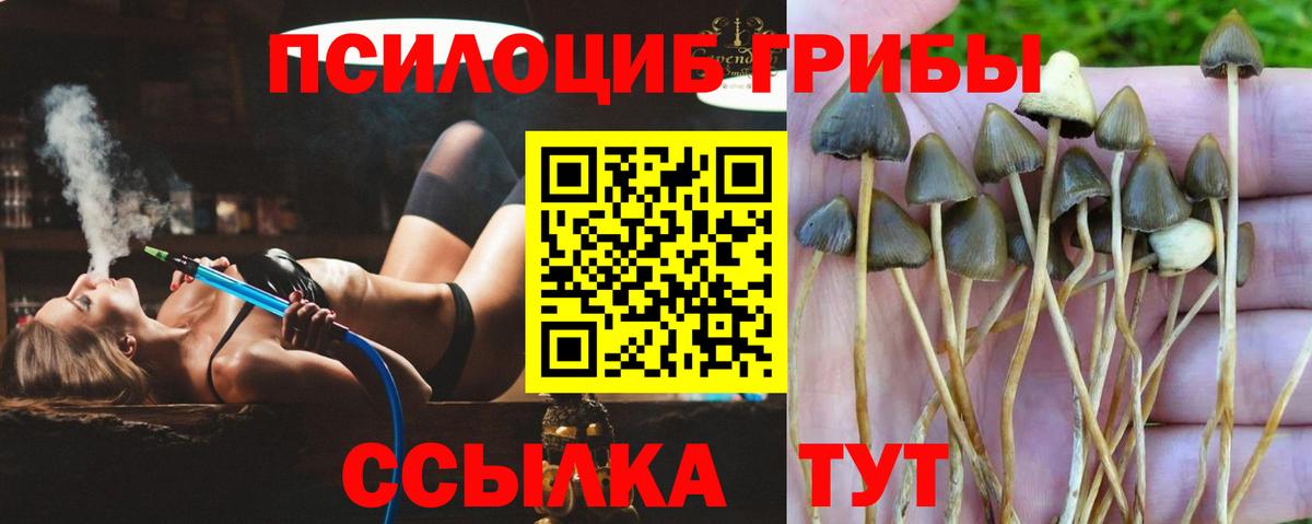 Галлюциногенные грибы GOLDEN TEACHER  Вход с VPN  Зерноград 